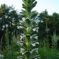 ACANTHUS mollis 'Jeff Albus' - Acanthe à feuilles molles 'Jeff Albus'