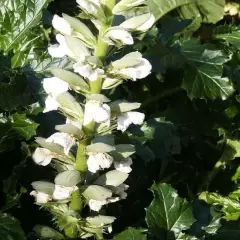 ACANTHUS mollis 'Jeff Albus' - Acanthe à feuilles molles 'Jeff Albus'