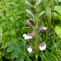 ACANTHUS mollis 'Latifolius' - Acanthe à feuilles molles 'Latifolius'