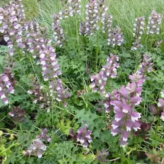 ACANTHUS 'Morning's Candle' - Acanthe 'Morning's Candle'