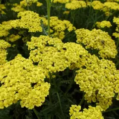 ACHILLEA filipendulina 'Helios' - Achillée 'Helios'