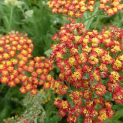 ACHILLEA 'Feuerland' - Achillée 'Feuerland'