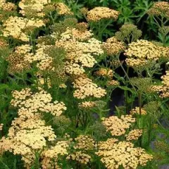 ACHILLEA 'Hannelore Pahl' - Achillée 'Annelore Phal'