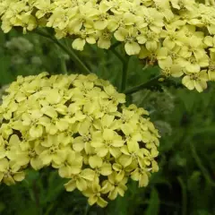 ACHILLEA 'Hella Glashoff' - Achillée milefeuilles