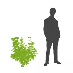 ACHILLEA 'Hella Glashoff' - Achillée 'Hella Glashoff'