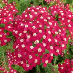 ACHILLEA 'Petra'