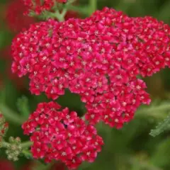 ACHILLEA 'Petra'