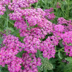 ACHILLEA 'Velour' - Achillée 'Velour'