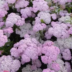 ACHILLEA millefolium 'Apfelblüte'