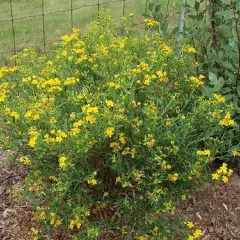 HYPERICUM kalmianum 'Gemo' - Millepertuis de Kalmian 'Gemo'