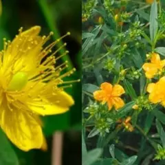 HYPERICUM kalmianum 'Gemo' - Millepertuis de Kalmian 'Gemo'