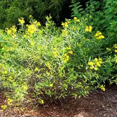 HYPERICUM kalmianum 'Gemo' - Millepertuis de Kalmian 'Gemo'