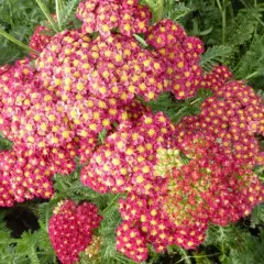 ACHILLEA 'Fanal' - Achillée 'Fanal'