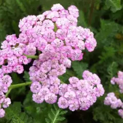 ACHILLEA millefolium 'Jacqueline' - Achillée 'Jacqueline'