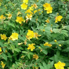 HYPERICUM Hidcote - Millepertuis hidcote