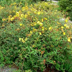 HYPERICUM Hidcote - Millepertuis hidcote