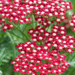 ACHILLEA millefolium 'Peggy Sue'® - Achillée 'Peggy Sue'®