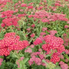 ACHILLEA millefolium 'Summerwine' - Achillée 'Summerwine'