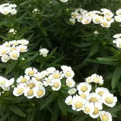 ACHILLEA ptarmica 'Nana Compacta' - Achillée, Bouton d'argent naine