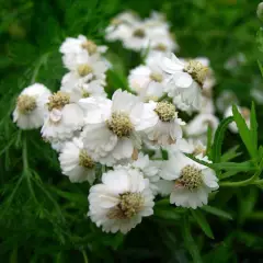 ACHILLEA ptarmica 'Nana Compacta' - Achillée, Bouton d'argent naine