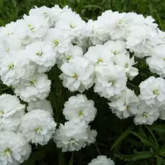 ACHILLEA ptarmica 'Perry's White' - Achillée, Bouton d'argent