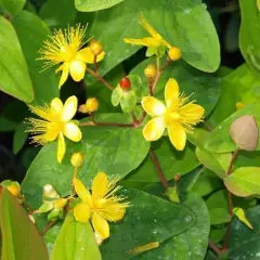 HYPERICUM androsaemum 'Autumn Blaze' - Millepertuis 'Atum Blaze'