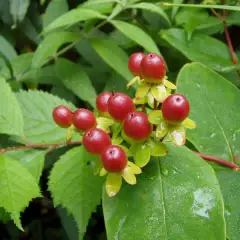 HYPERICUM androsaemum 'Autumn Blaze' - Millepertuis 'Atum Blaze'