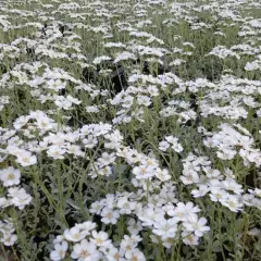 ACHILLEA umbellata - Achillée en ombelles