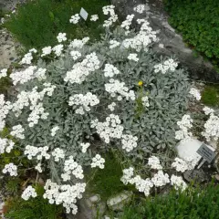 ACHILLEA umbellata - Achillée en ombelles