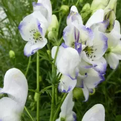 ACONITUM 'Eleonora' - Aconit