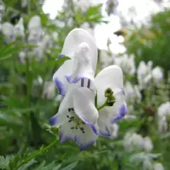 ACONITUM 'Eleonora' - Aconit