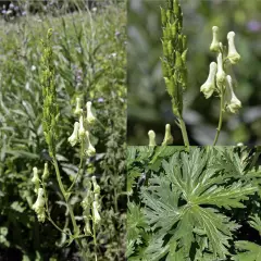 ACONITUM lamarckii - Aconit jaune