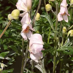 ACONITUM napellus 'Rubellum' - Aconit 'Rubellum'