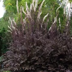 ACTAEA simplex 'Black Negligee' - Cierge d'argent