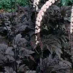ACTAEA simplex 'James Compton' - Cierge d'argent