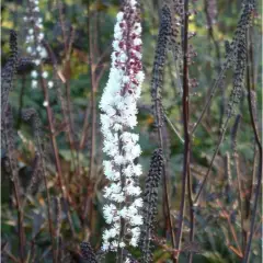 ACTAEA simplex 'James Compton' - Cierge d'argent