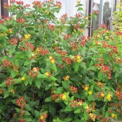 HYPERICUM inodorum 'Orange Flair' - Millepertuis 'Orange Flair'