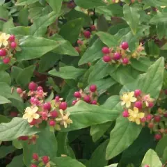 HYPERICUM inodorum 'Orange Flair' - Millepertuis 'Orange Flair'