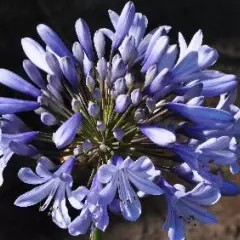 AGAPANTHUS 'Dr. Brouwer' - Agapanthe 'Dr. Brouwer'