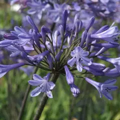 AGAPANTHUS 'Dr. Brouwer' - Agapanthe 'Dr. Brouwer'