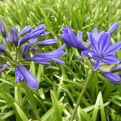 AGAPANTHUS 'Misty Dawn' - Agapanthe 'Misty Dawn'