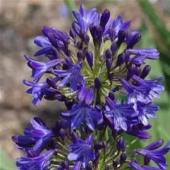 AGAPANTHUS 'Misty Dawn' - Agapanthe 'Misty Dawn'