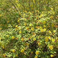 HYPERICUM moserianum - Millepertuis moserianum