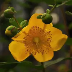 HYPERICUM moserianum - Millepertuis moserianum