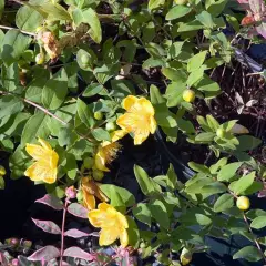 HYPERICUM moserianum - Millepertuis moserianum