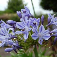 AGAPANTHUS 'Stars and stripes' - Agapanthe 'Stars and stripes'
