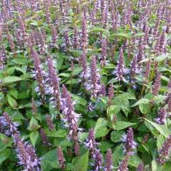 AGASTACHE 'After Eight'® - Agastache rugueuse