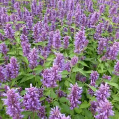 AGASTACHE 'Blue Boa'