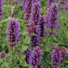 AGASTACHE 'Blue Boa'