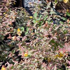 HYPERICUM moserianum 'Tricolor' - Millepertuis panaché 'Tricolor'